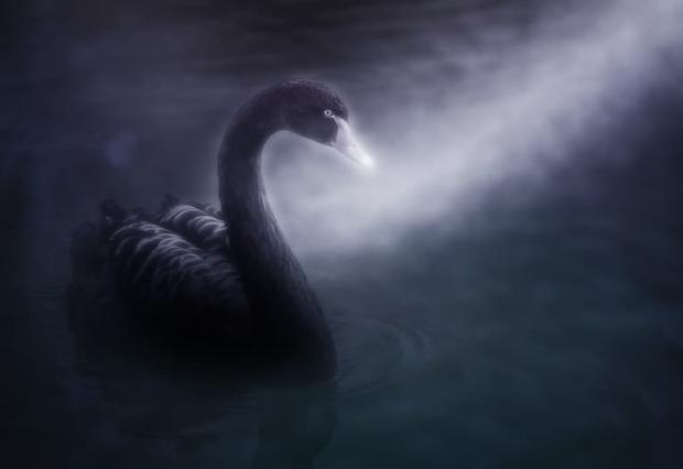 black swan