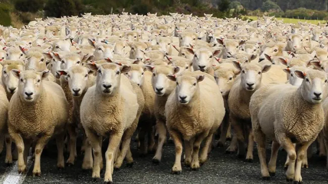 herd mentality