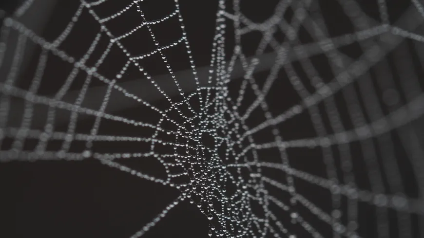 Web