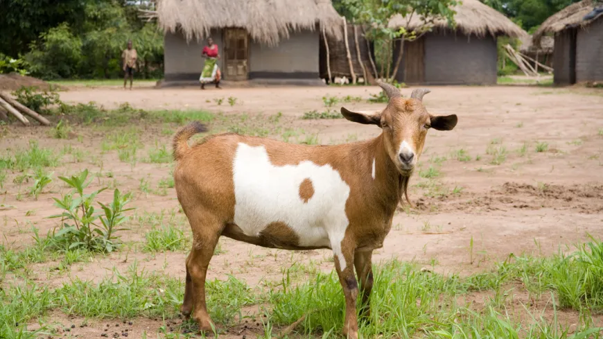 Goats Malawi