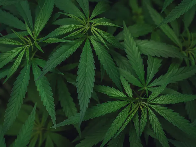 Marihuana