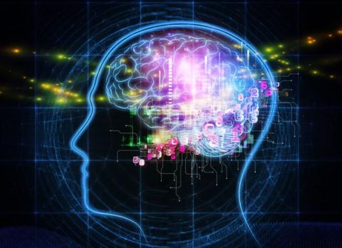 brain