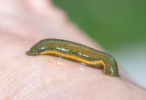leech