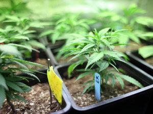 Marijuana seedlings Marijuana seedlings