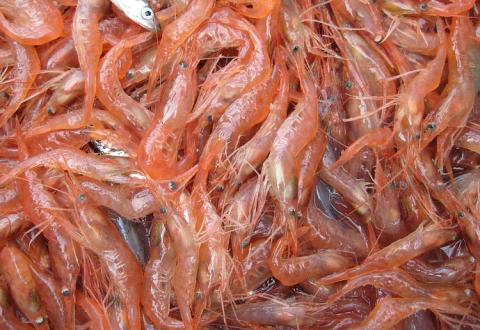 shrimp