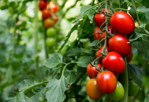 tomato plant