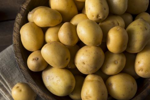 Yukon gold potatoes