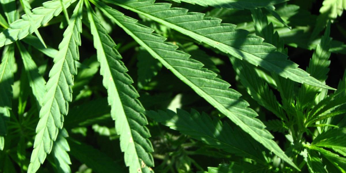 144 Million Americans Now Live in States with Legal Recreational Marijuana | Mises Institute
