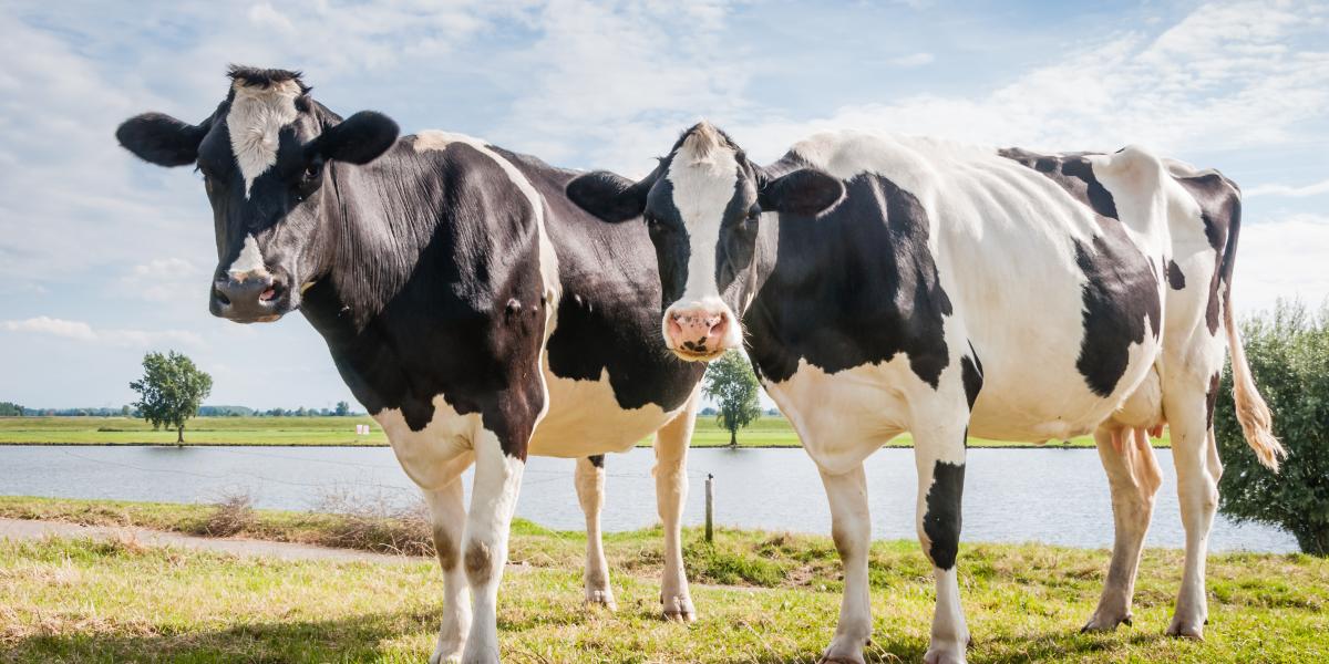 NextImg:Two Cow Method of Explaining Socialism