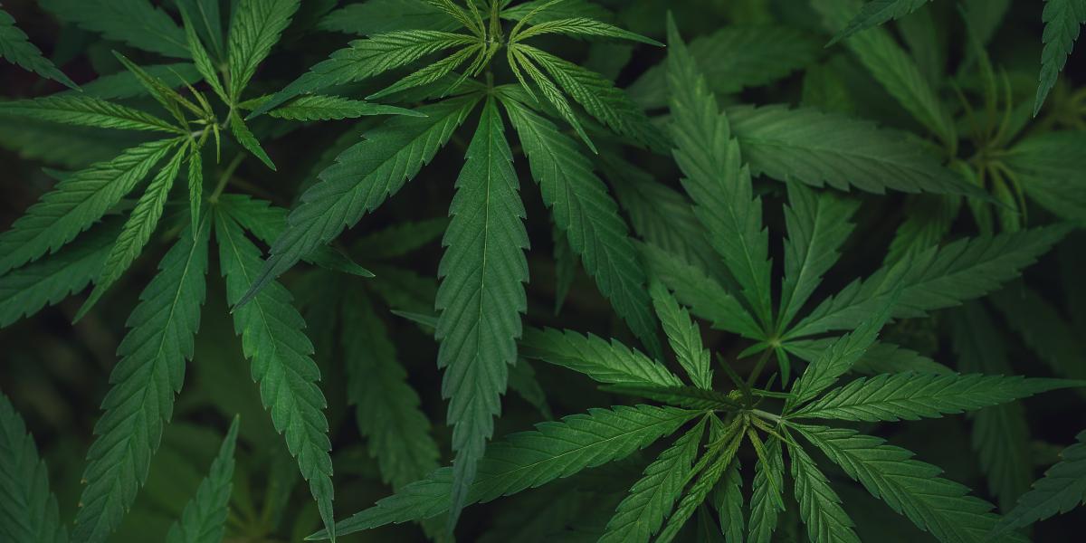 While Trump Considers Reclassifying Marijuana