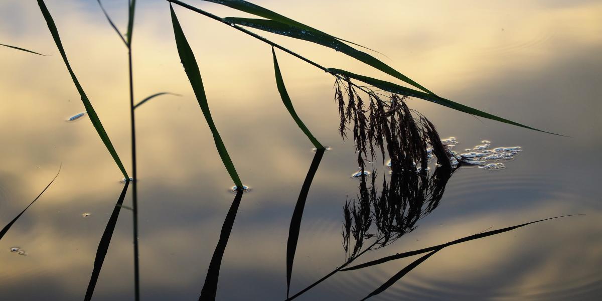 The Constitution as a Weak Reed The Constitution as a Weak Reed