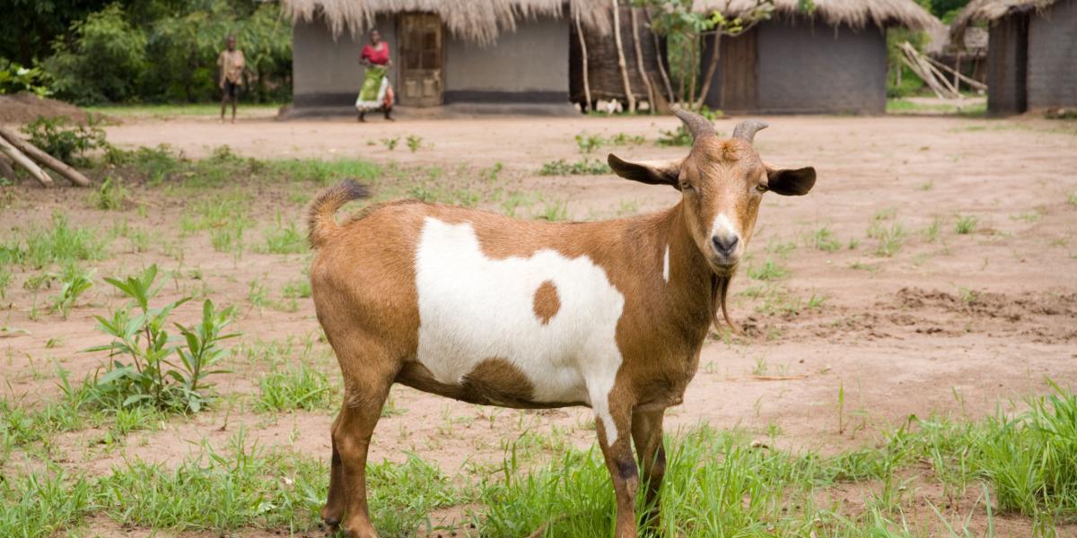 Hyperinflating the Goat | Mises Institute