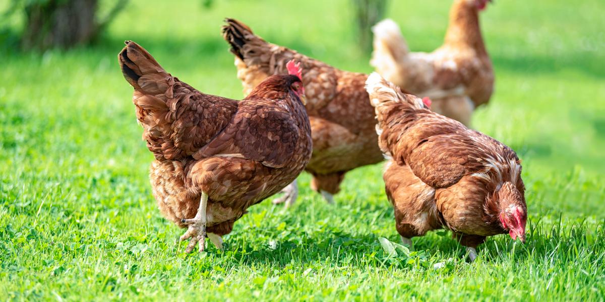 When a Chicken Isn’t Just a Chicken