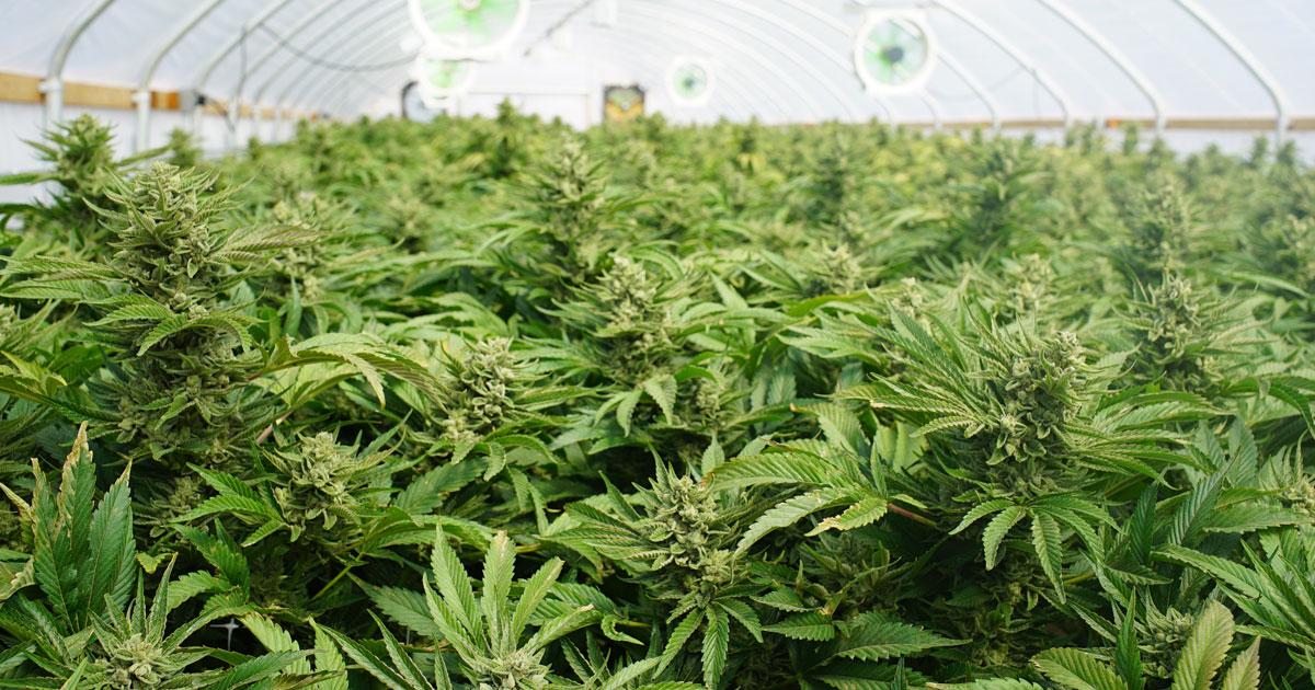 Want to Make Drugs Less Lethal? Legalize Them.